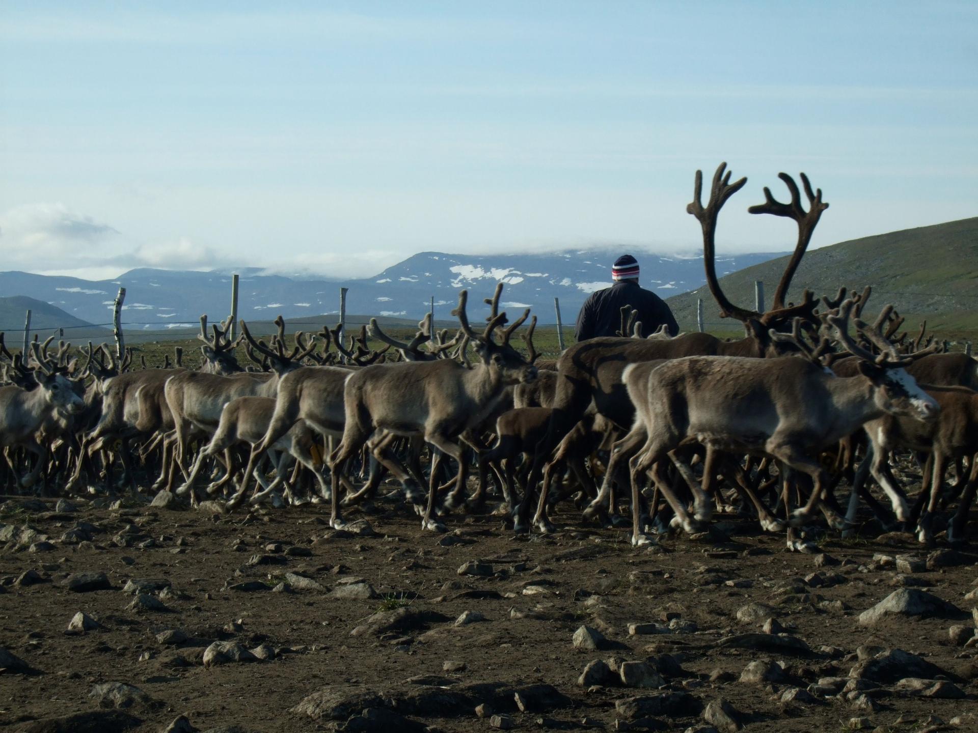 Reindeer Herd in Norway