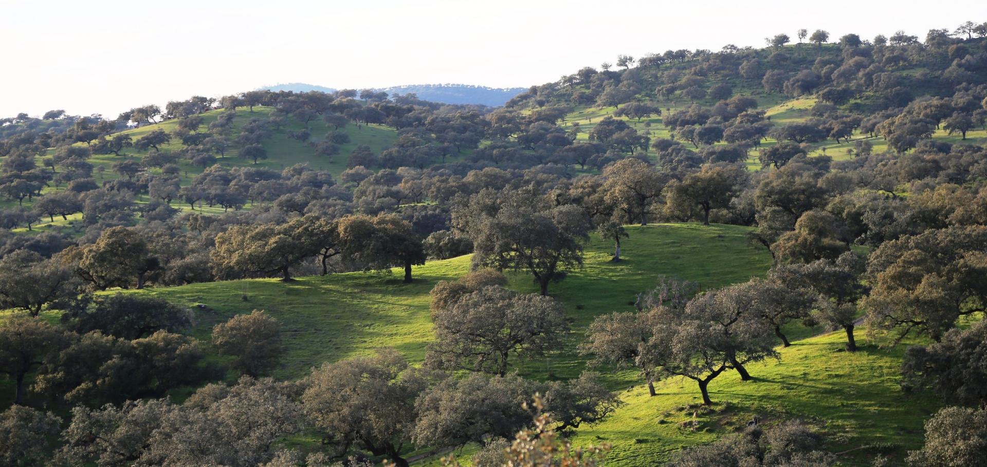 A view of the Dehesa wood: a symbiosis of trees, grasses, livestock and people