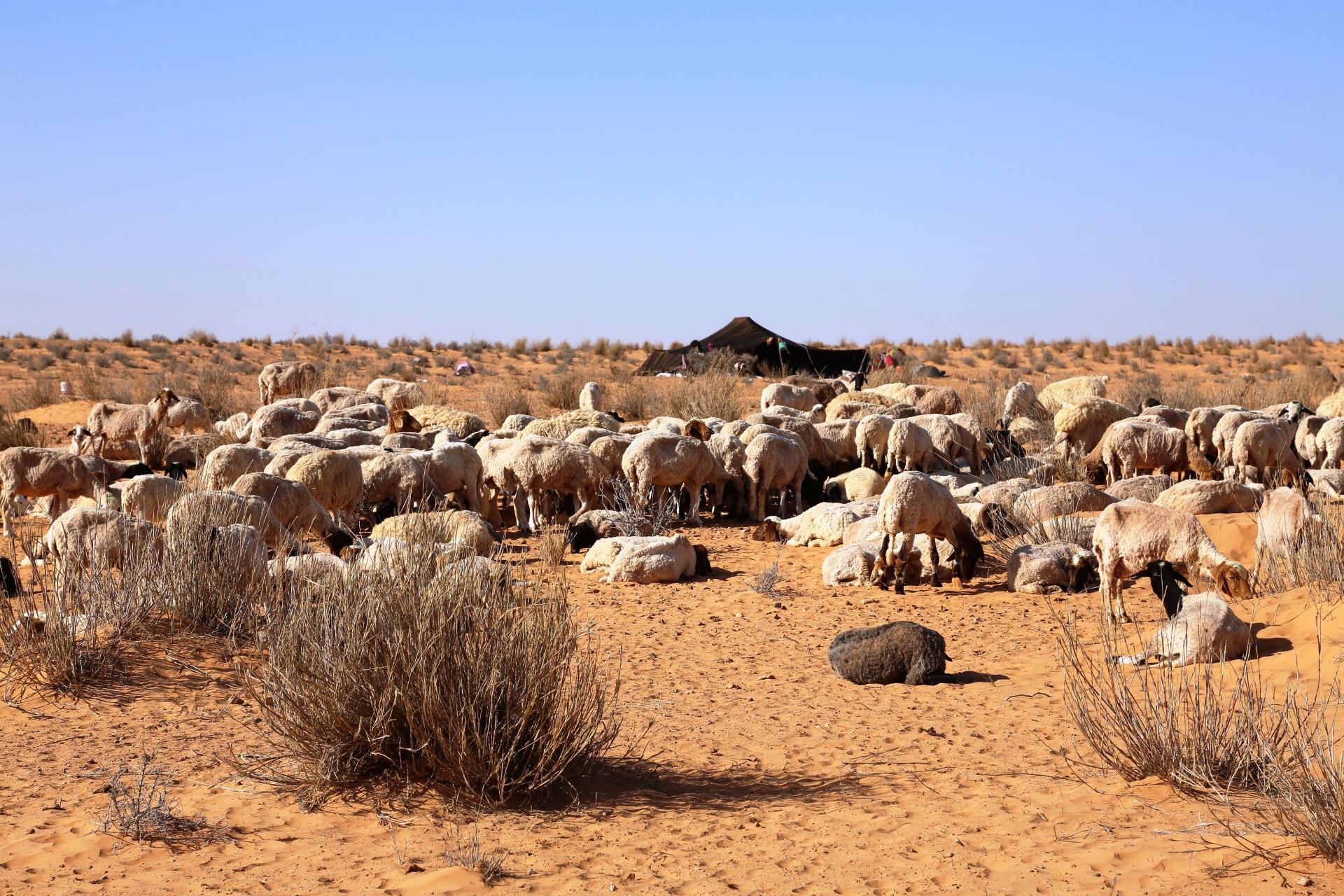 A flock of sheep in Medinine, Tunisia
