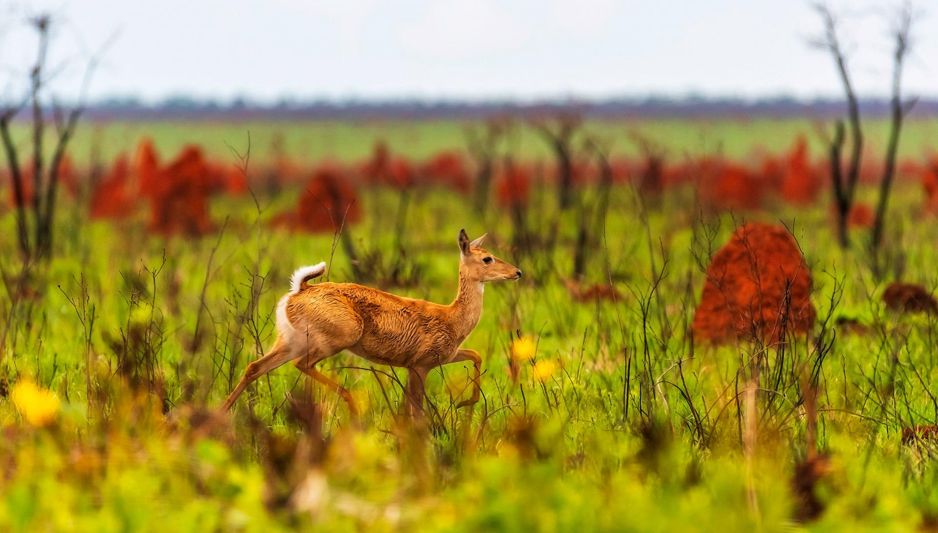 Pampas deer crossing field in the Emas National Park, Mato Grosso,Brazil