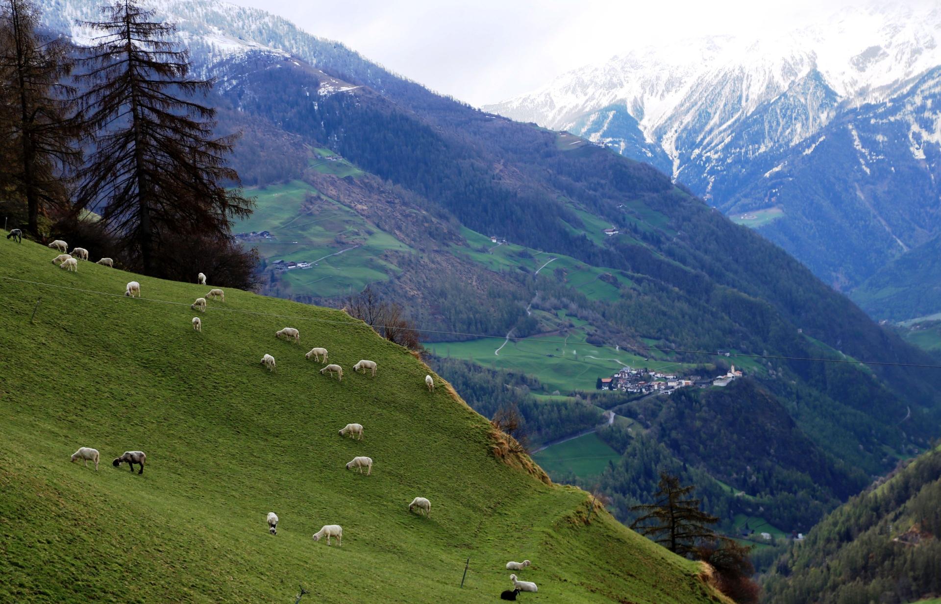 A flock of sheep grazing in an Alpine grassfield
