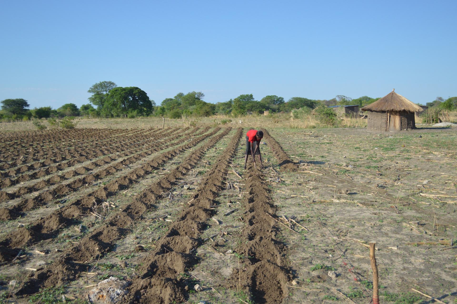 Farmer planting crops in Zambia