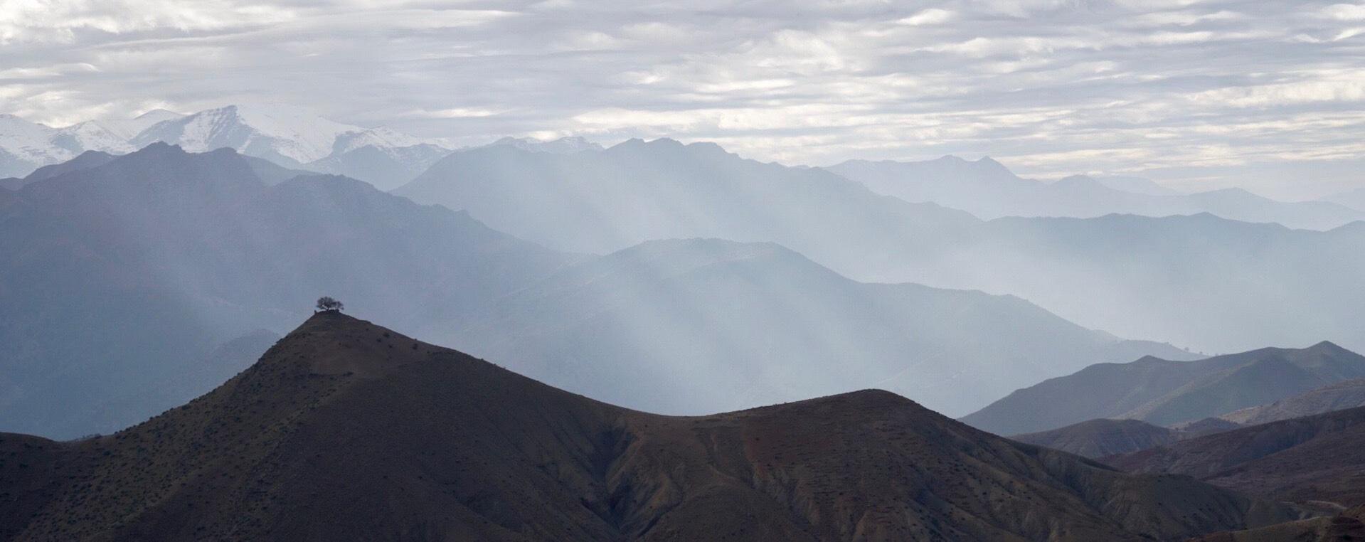 An isolated tree on the Atlas Mountains, Morocco