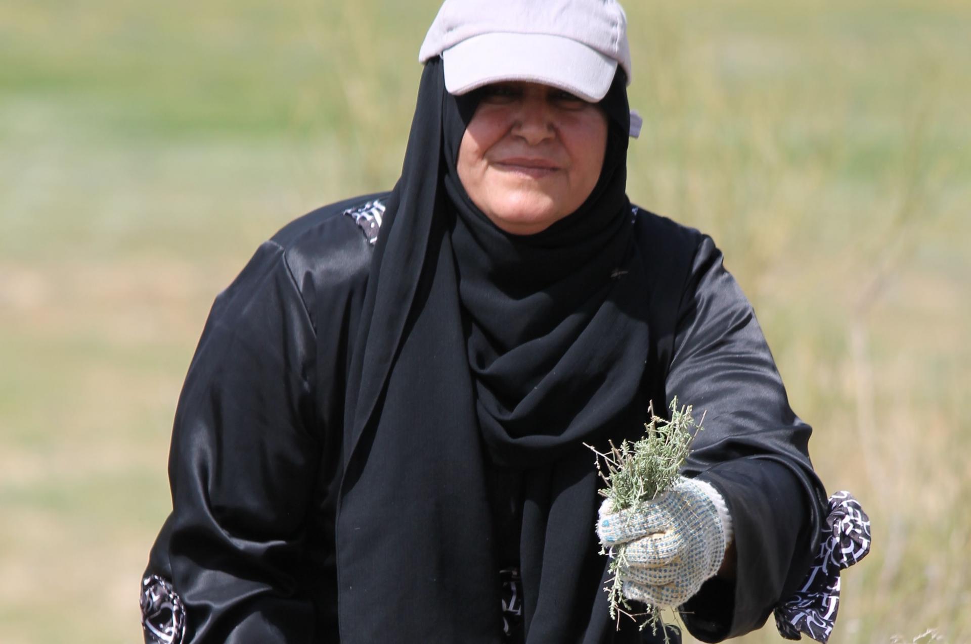 Pastoralist woman collecting herbs from rehabilitated Hima, Jordan