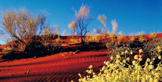 red sand dunes and acacia flowers in the far north of South Australia