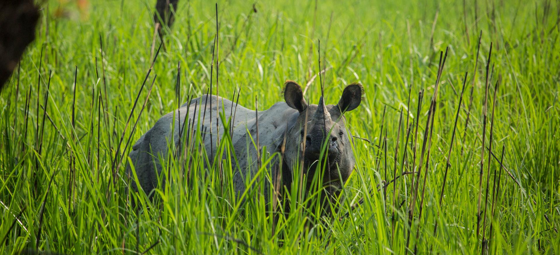 One-horned rhino in Chitwan National Park, Nepal